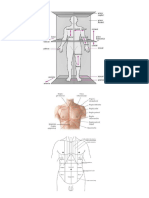 Ficha Anatomia