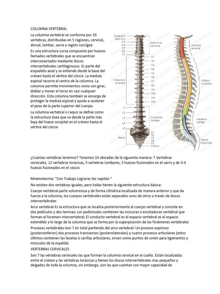 Estructura y Función de la Columna Vertebral | PDF | La columna ...