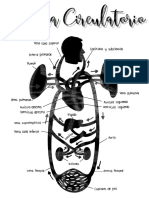 Anatomía Sistema Circulatorio