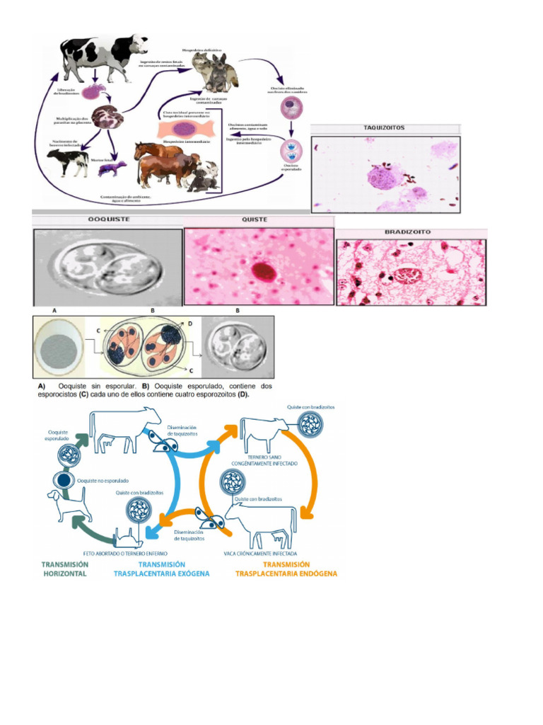 Neospora | PDF