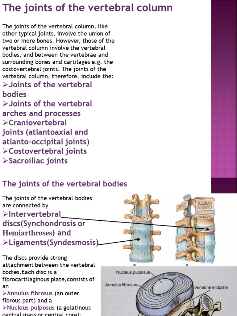Joints of the Vertebral Column Explained | PDF | Vertebra | Vertebral ...