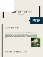 Arctic Wolf: by Madina