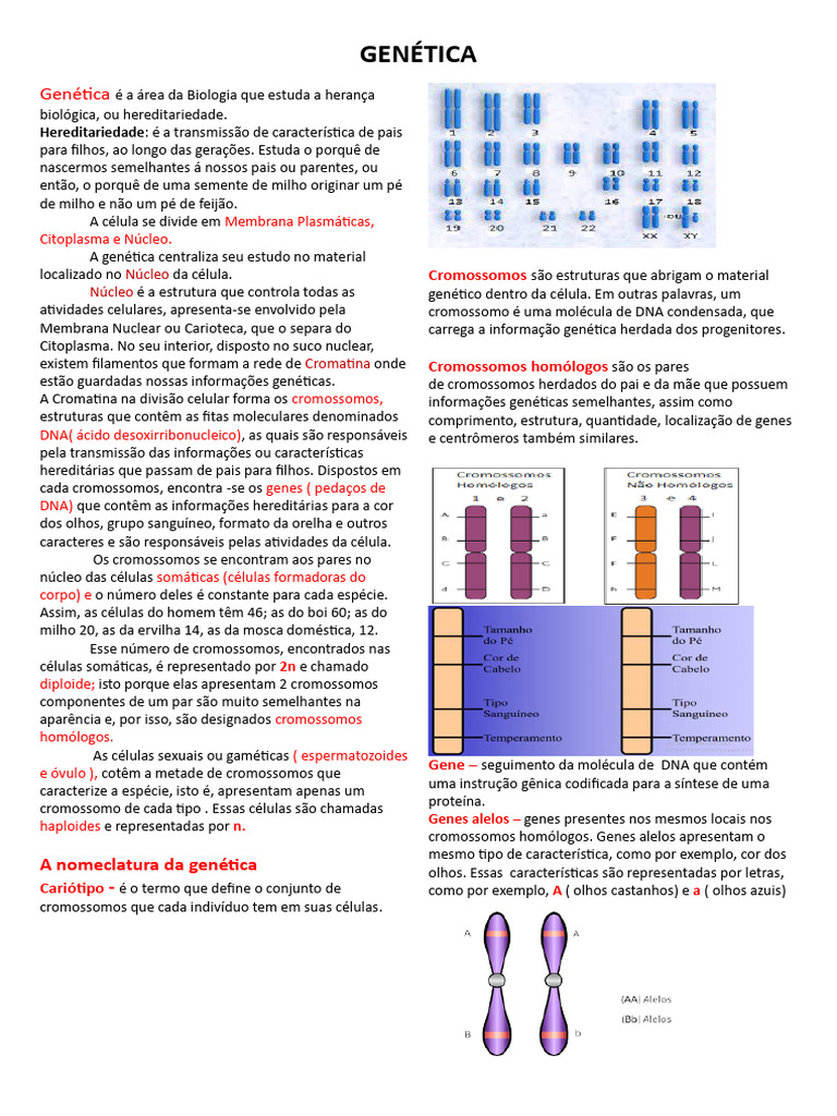 Conceitos Básicos Da Genética | PDF | Cromossomo | Gene