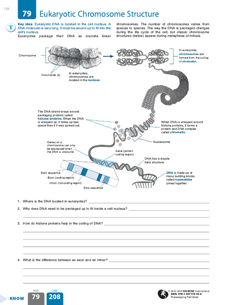 79 Eukaryotic Chromosome Structure | PDF | Chromosome | Dna