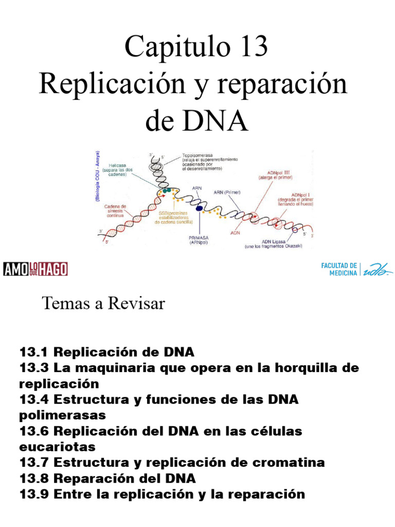 Replicación y Reparación del DNA | PDF | Replicación De Adn | Adn