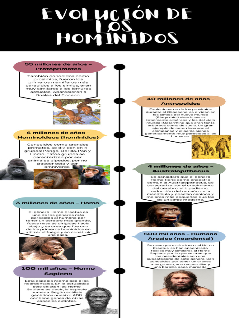 Evolución de los homínidos y su historia | PDF | Mono | Homo