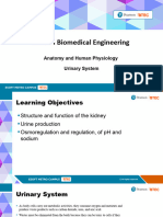 Urinary System