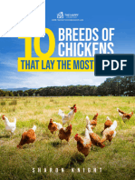 10-breeds-of-chickens-that-lay-the-most-eggs