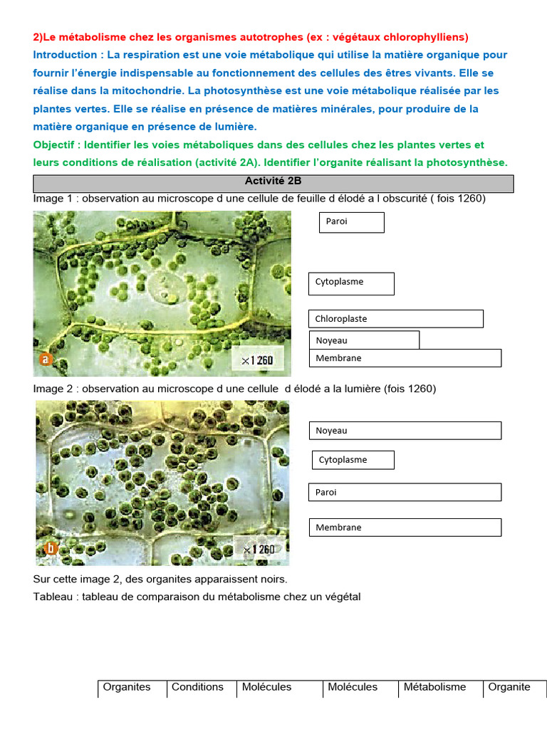 Métabolisme des organismes autotrophes | PDF | Métabolisme | Cellule ...