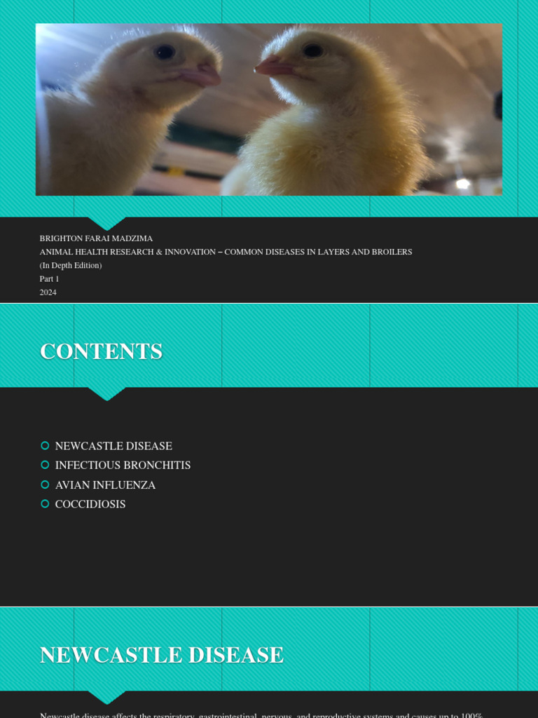Common Poultry Diseases Overview | PDF | Avian Influenza | Infection