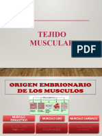 Tejido Muscular Histologia