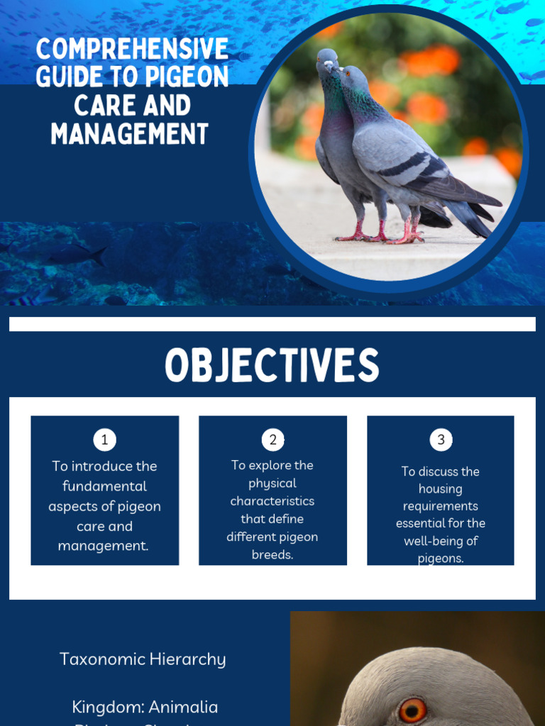 Pigeon Care and Management Guide | PDF | Columbidae | Ornithology