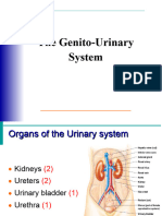 Genito Urinary System