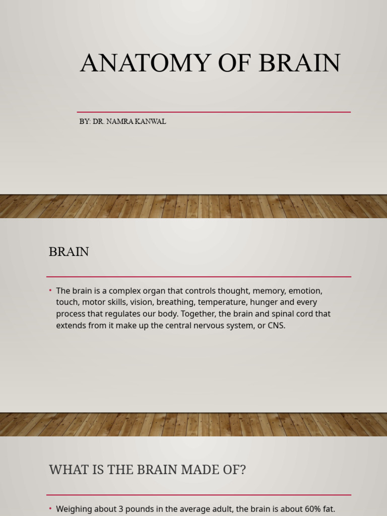 Brain Anatomy | PDF | Cerebrum | Central Nervous System