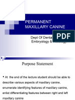 Permanent Maxillary Canine