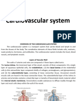 Cardiovascular System