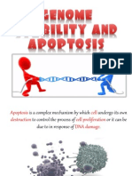 Apoptosis and Genome Stability