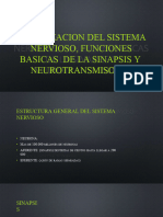 Organizacion Del Sistema Nervioso Funciones Basicas de La Sinapsis y Neurotransmisores