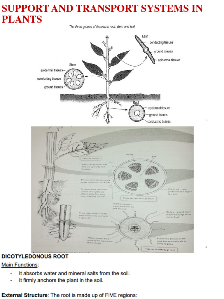 Plant Support and Transport Systems Explained | PDF | Tissue (Biology ...