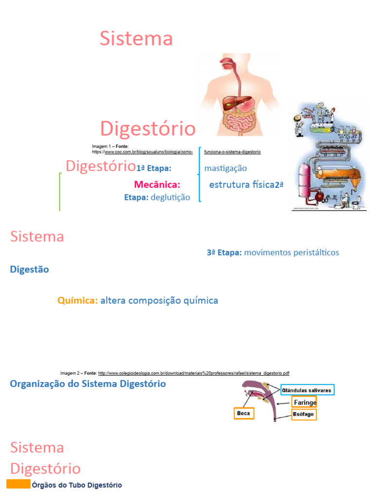 Funções do Sistema Digestório | PDF | Sistema digestivo humano | Digestão