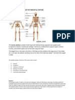 Anatomy and Phisiology of Skeletal System