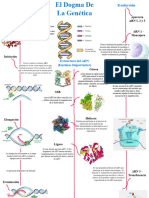 Segundo Mapa Mental Biologia