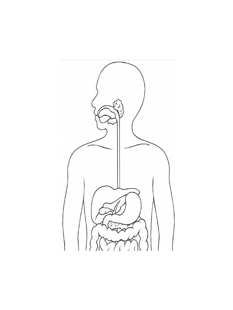 Body Poster - Print A3 | PDF