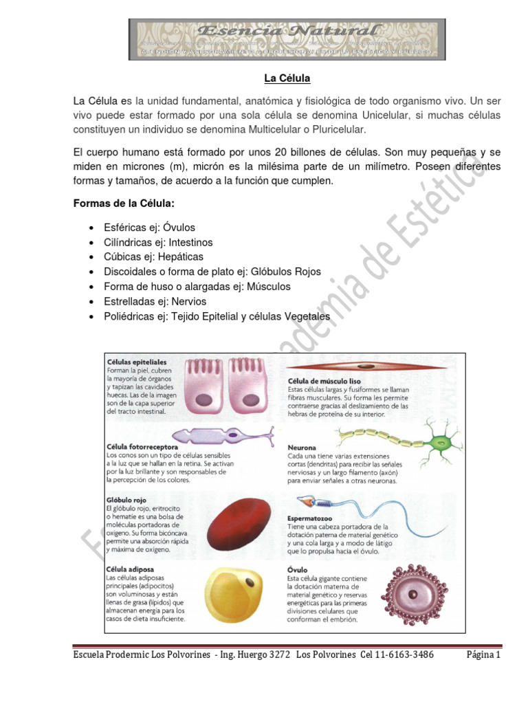 Estructura y Funciones de la Célula | PDF | Citoplasma | Biología Celular)