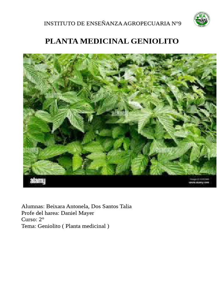 Geniolito: Propiedades y Usos Medicinales | PDF | Mentha | Semilla