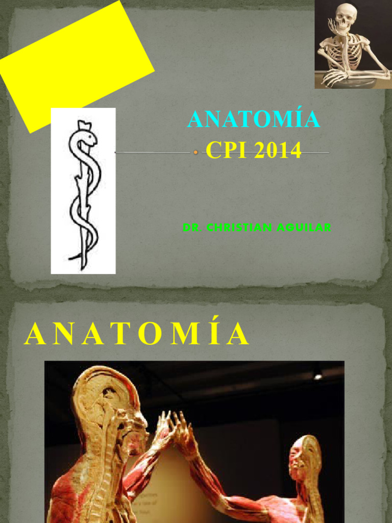 Anatomía de la Columna Vertebral | PDF | Vértebra | La columna vertebral
