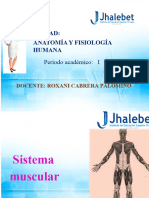 Sistema Muscular