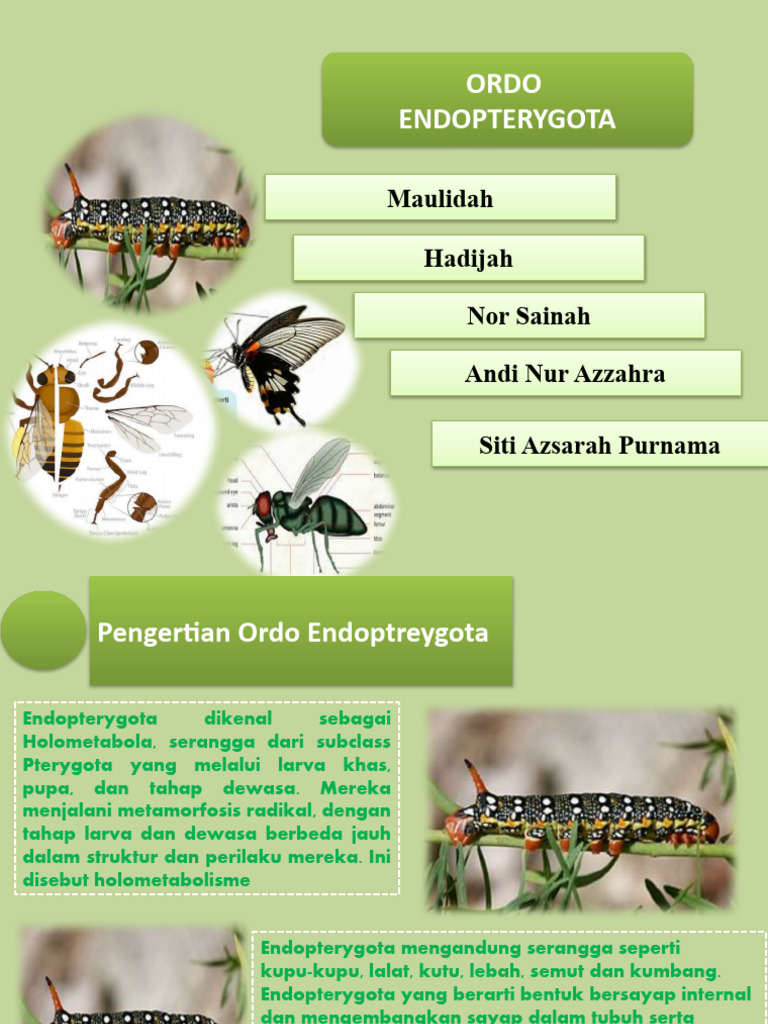 Mening mushuk ichida porno sperma