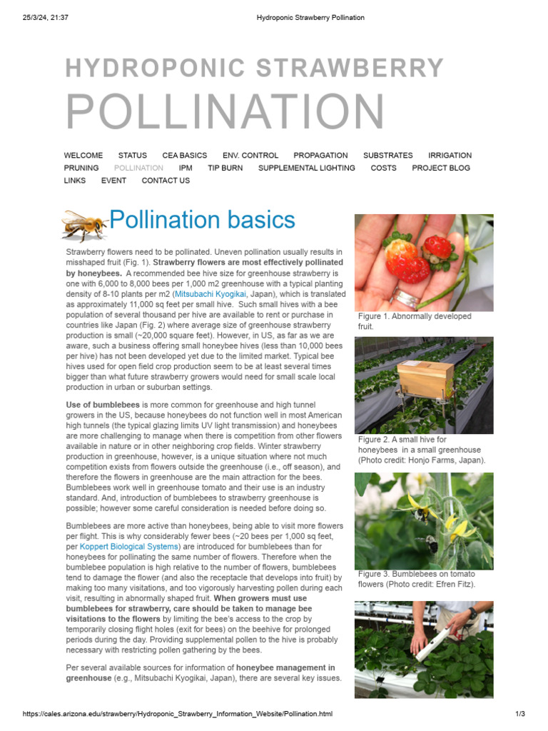 Hydroponic Strawberry Pollination | PDF | Pollination | Honey Bee