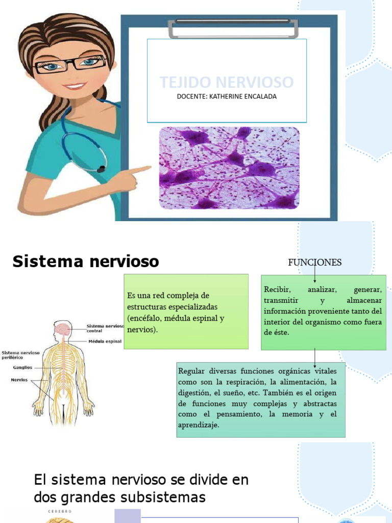 Clase 4 Tejido Nervioso | PDF | Sinapsis | Neurona