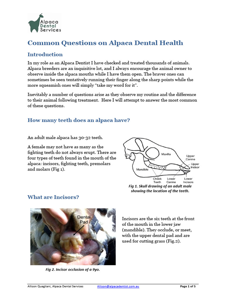 Common Questions On Alpaca Dental Health Header | PDF | Tooth | Dental ...