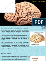 Neuro 25 Oct Clase