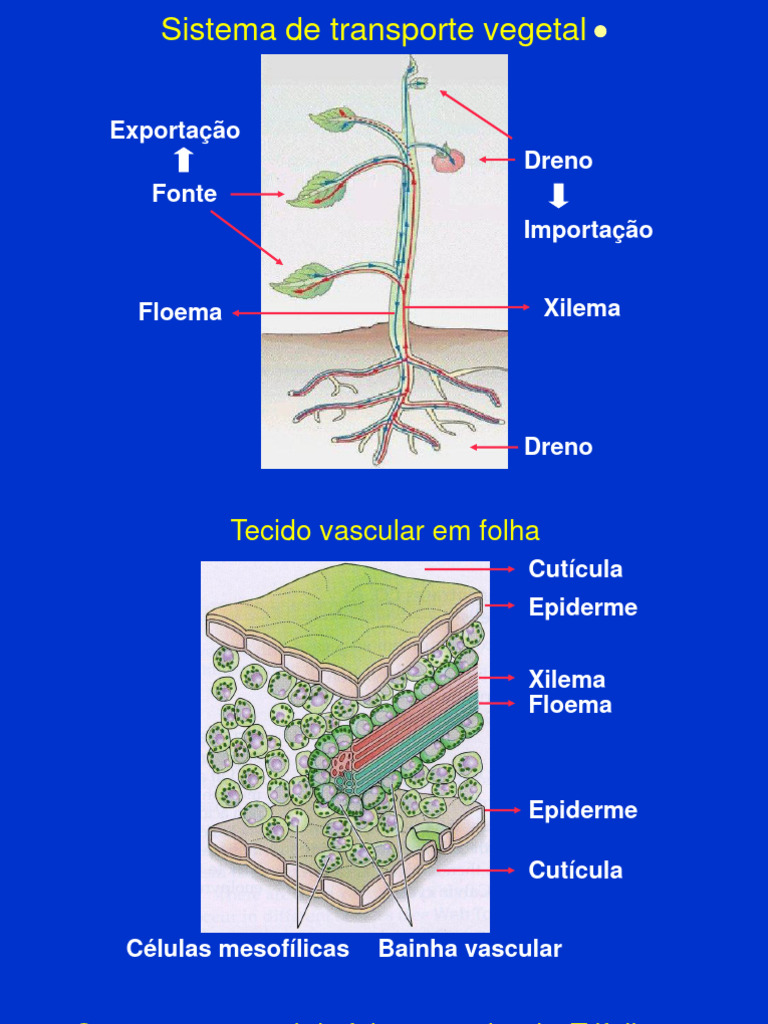 Transporte Vascular em Plantas: Xilema e Floema | PDF | Biologia ...