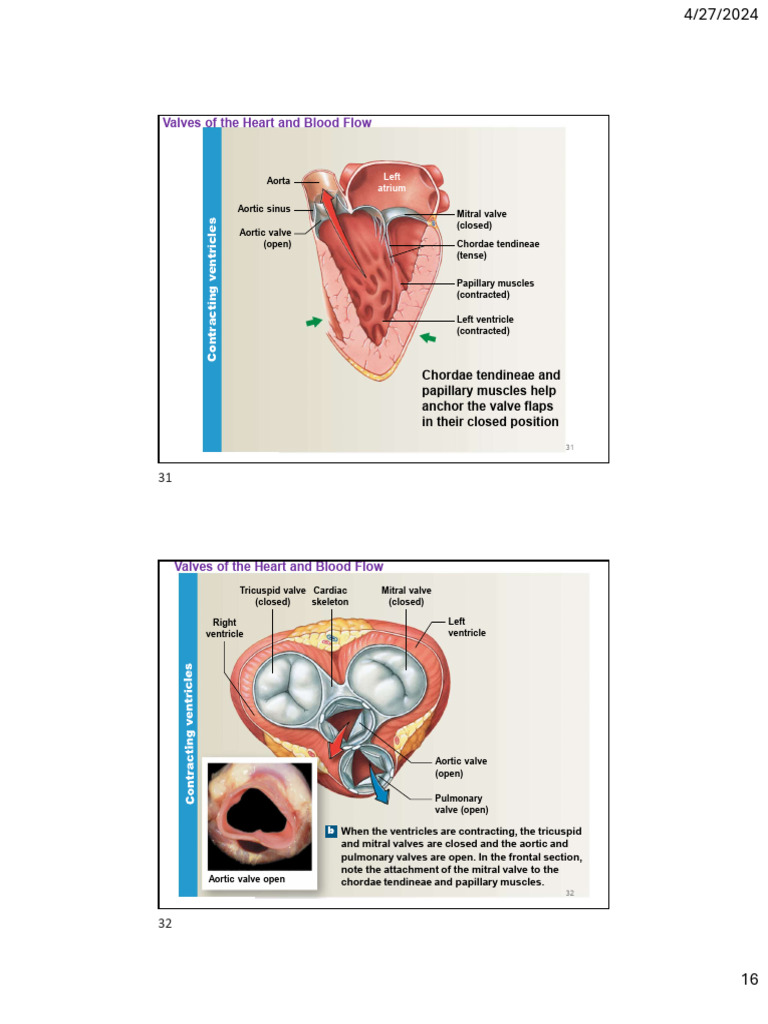 Cardiac Cycle and Valve Function | PDF | Heart Valve | Heart