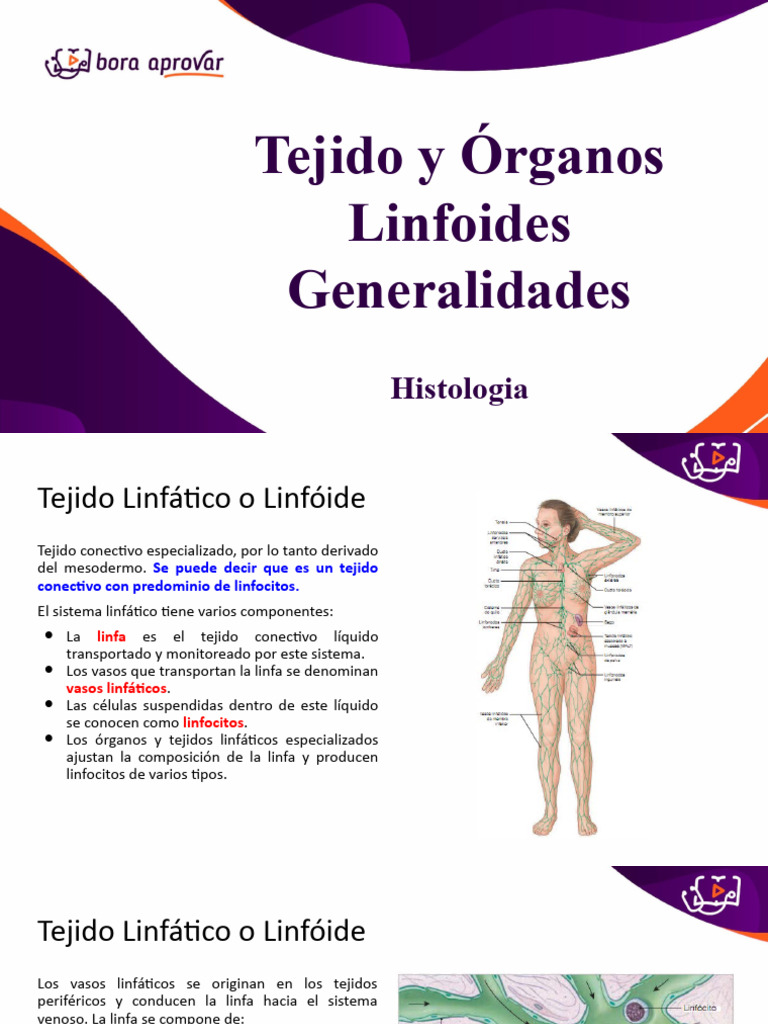 Sistema Linfatico Pdf Ganglio Linfático Sistema Linfático