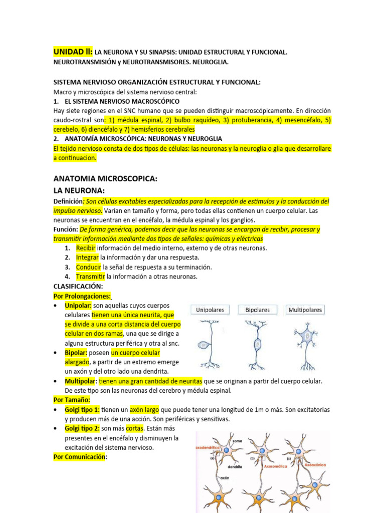 UNIDAD LL NEURONAS Y NEUROTRANSMISORES | PDF | Sinapsis | Neurona
