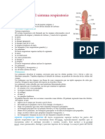 Anatomía Del Sistema Respiratorio