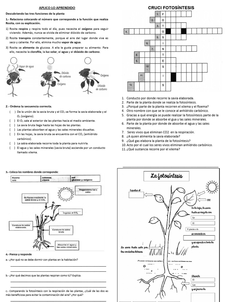 Fotosintesis Ficha | PDF | Fotosíntesis | Plantas
