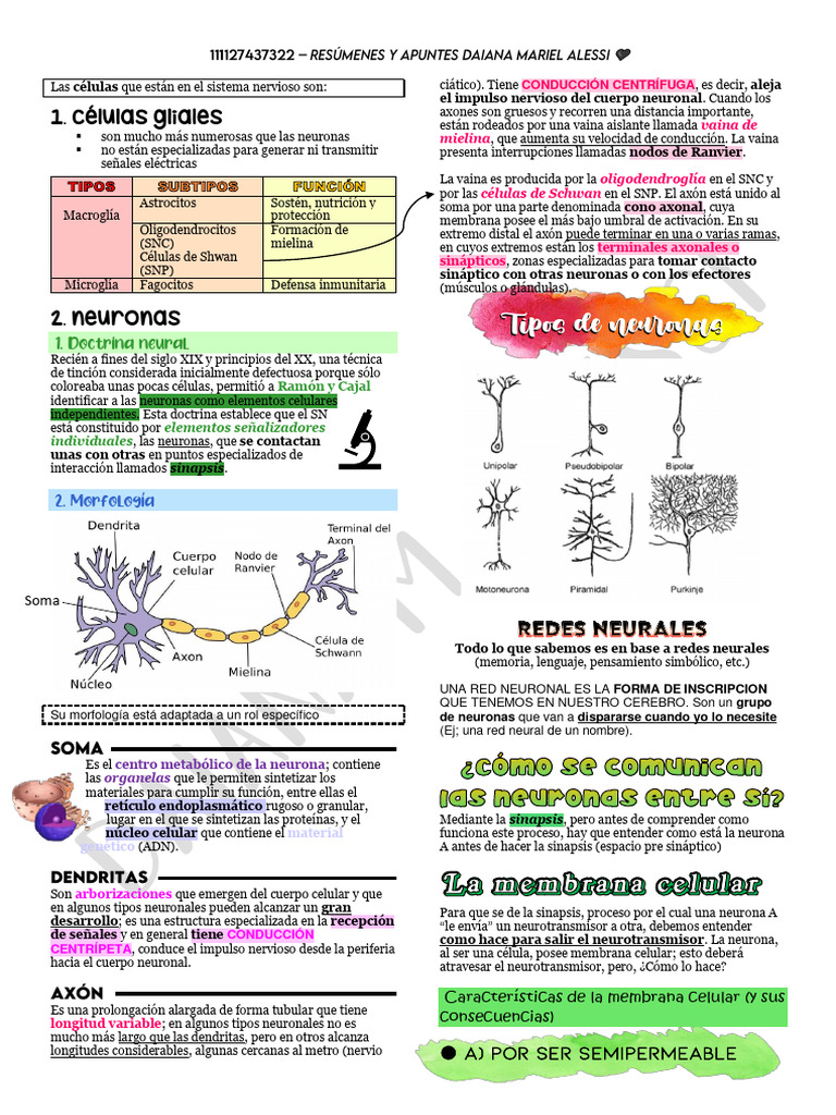 Células del Sistema Nervioso: Neuronas y Glías | PDF | Sinapsis ...