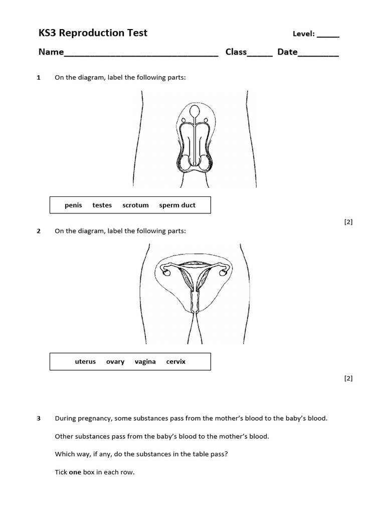 KS3 Reproduction Test Worksheet | PDF | Fertilisation | Reproductive System