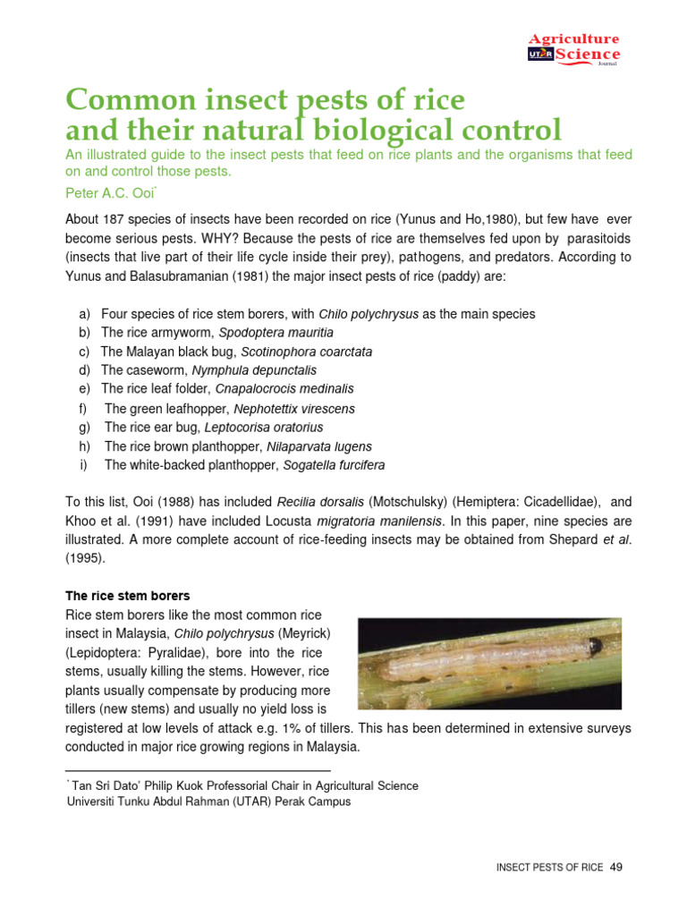 Rice Pest Control Guide | PDF | Insects | Insects And Humans
