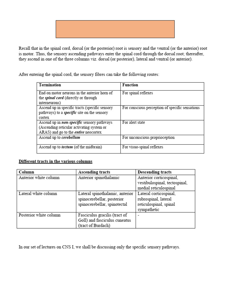 Goll and Burdach Pathways Overview | PDF | Spinal Cord | Neuroscience
