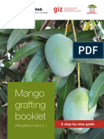 Mango-Grafting_Web-version