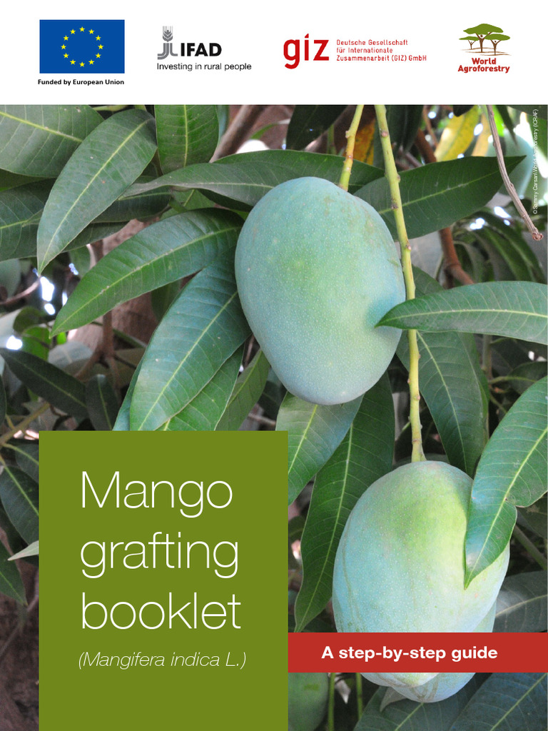 Mango Grafting: A Step-by-Step Guide | PDF | Grafting | Horticultural ...