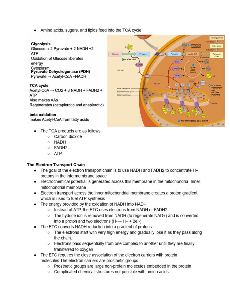 Lecture - TCA Cycle and The Electron Transport Chain | PDF | Electron ...
