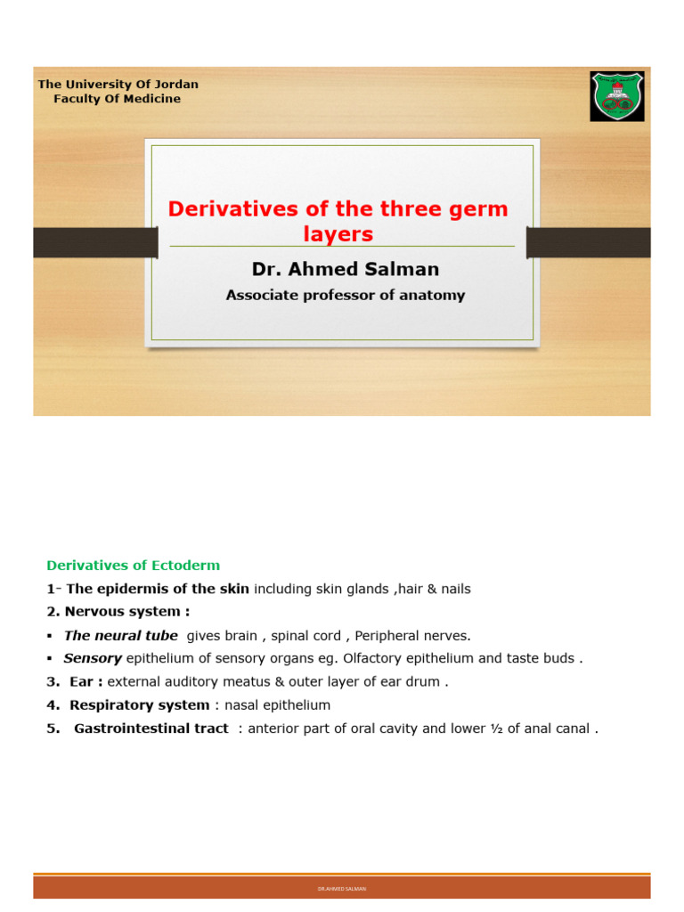 Derivatives of Three Germ Layers 2024 | PDF | Human Anatomy | Anatomy